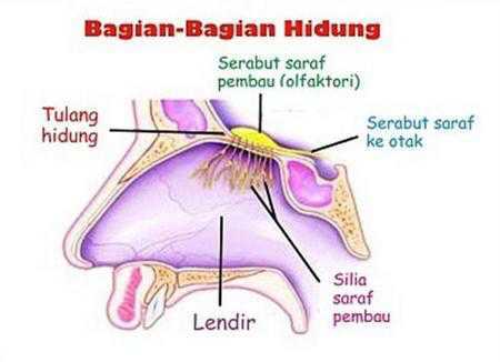 SISTEM PERNAPASAN PADA MANUSIA - Khazanah IlmuKhazanah Ilmu